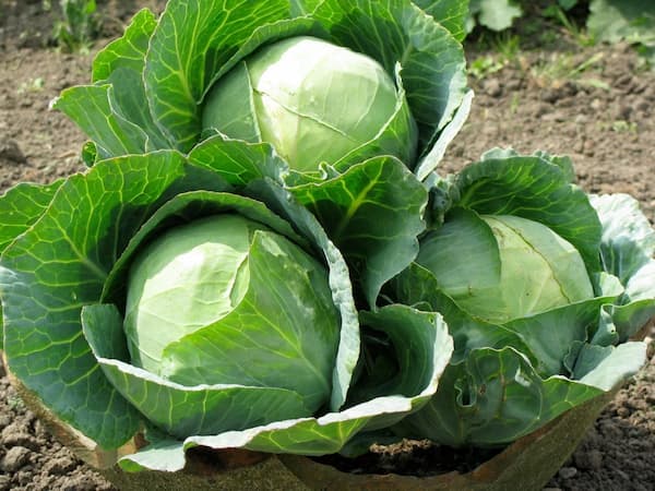 تصویر 1 از راهنمای خرید گل کلم عمده + قیمت عالی